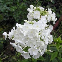 /album/phlox/phlox-david-jpg/